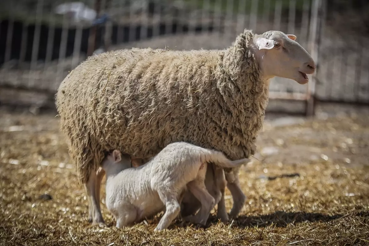 Karacabey'de 2026 Kuzu Doğumu: 11 Bin Yeni Hayat ve %40 İkizlik Oranı