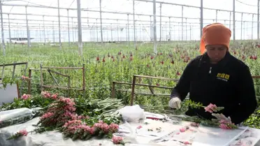 Aslanağzı çiçeği ihracat konteyneri