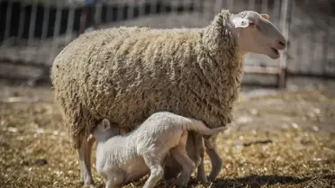 Karacabey TİGEM ana görseli