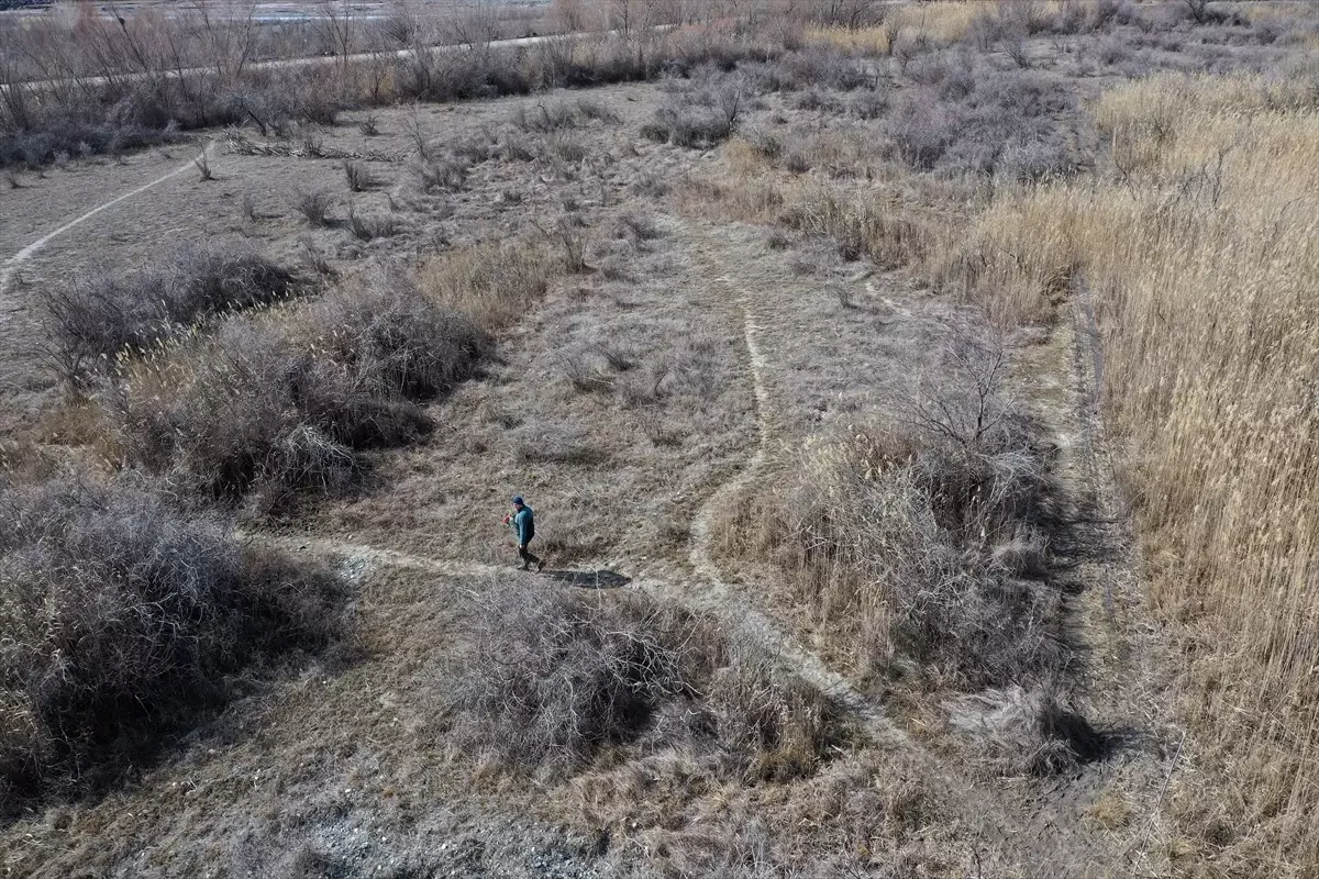Aras Kuş Cenneti'nde Boğmaklı Toygar İlk Kez Halkalandı, Kuş Sayısı 207'ye Ulaştı