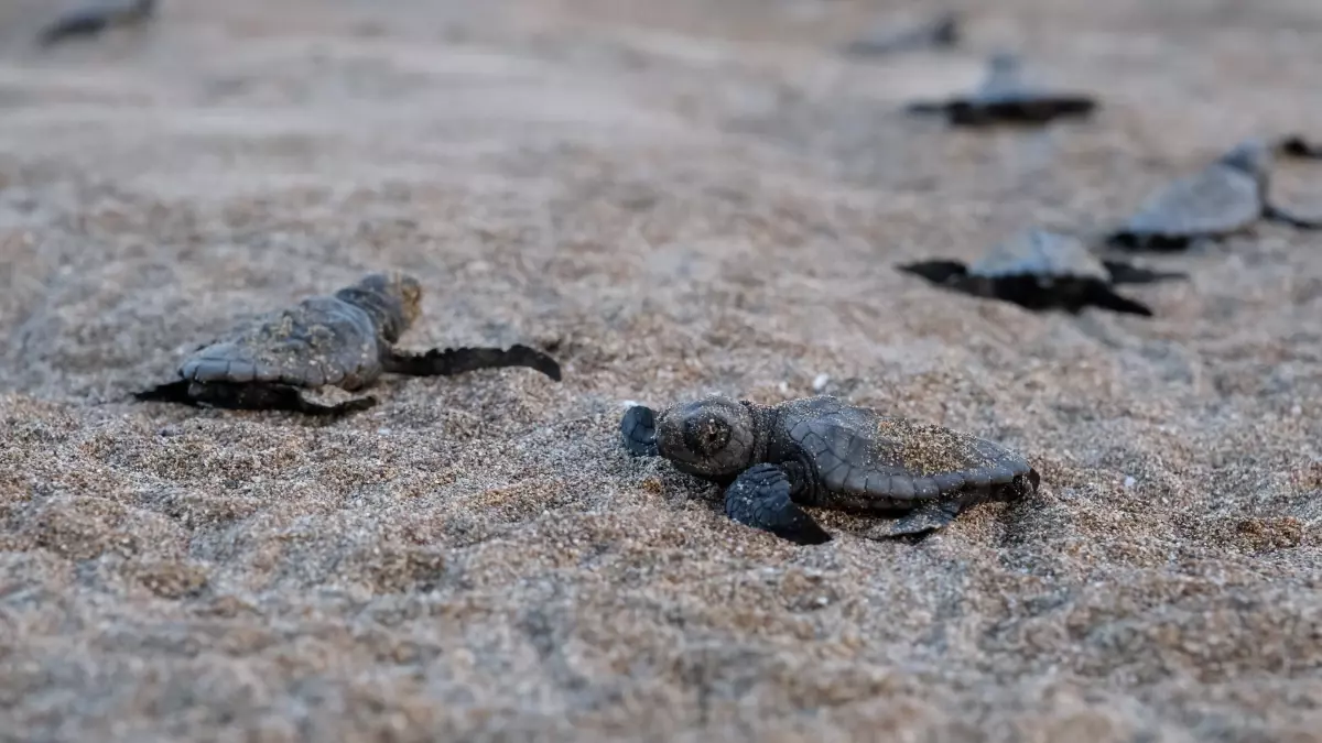 Bakan Kurum'dan Sıfır Atık Vizyonu: Daha Adil Bir Gelecek İçin Yeni Adımlar