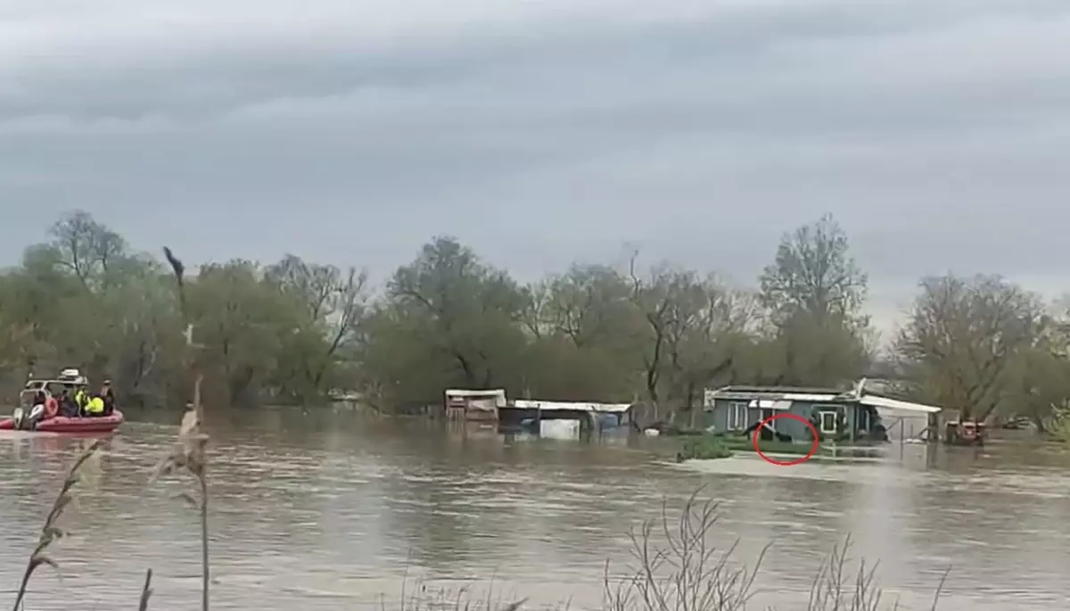 Bursa'da Sel Felaketi Sonrası Mahsur Kalan İki Köpek Botla Kurtarıldı