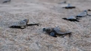 Sıfır Atık hareketi görseli