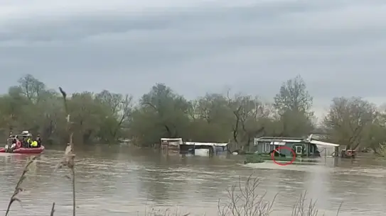 Kurtarılan köpekler botta güvenli bir şekilde taşınıyor