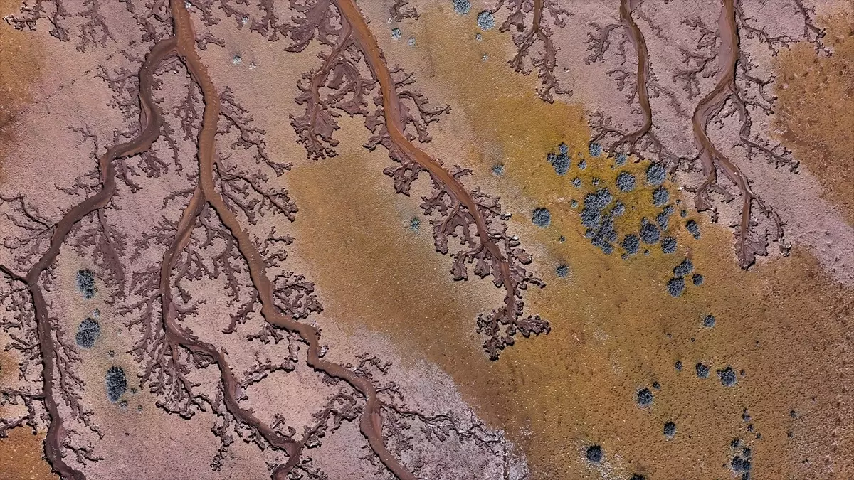 Tuzla Palas Gölü'nde Yağış Sonrası Su İzleri Ağaç Dallarını Andırıyor