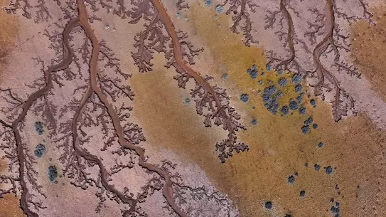 Su izlerinin ağaç dalı benzeri şekli