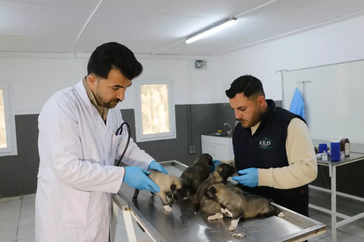 Kilis'te Yangın Çıkan STK Barınağında 6 Yavru Köpek Kurtarıldı ve Tedavi Altına Alındı