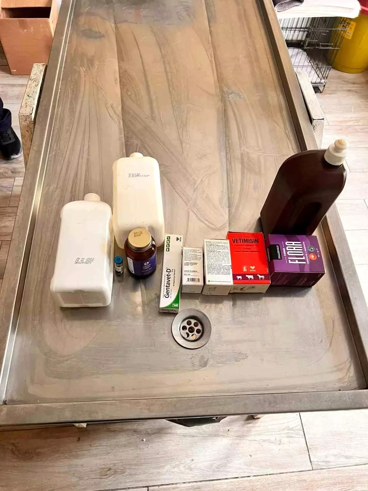 Bilecik'te Barınakta Açlık Krizi: Köpekler Birbirini Yedi, İlaçların Tarihi Geçti