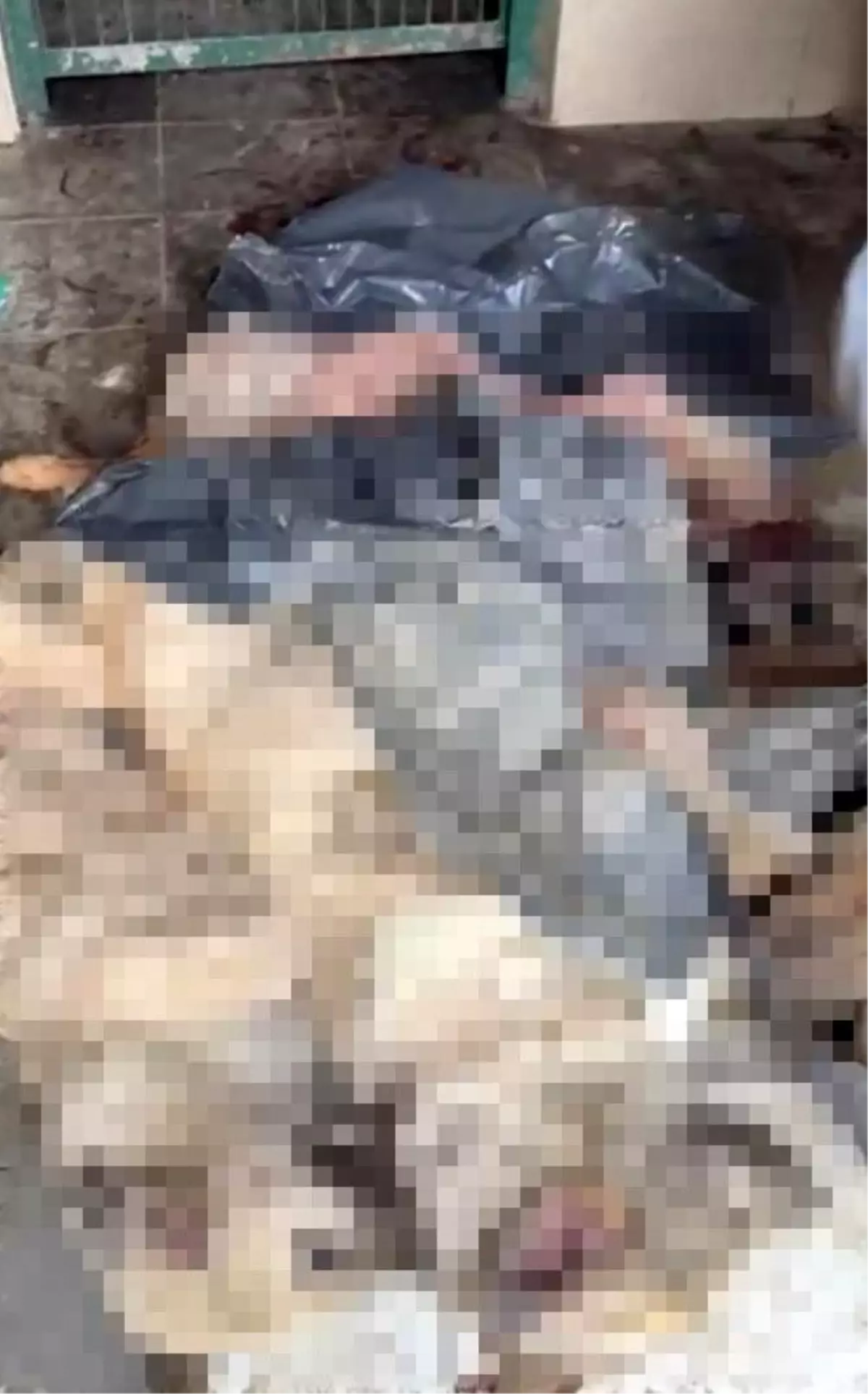 Bilecik’te Aç Kalan Köpekler Üzerine Soruşturma Başlatıldı