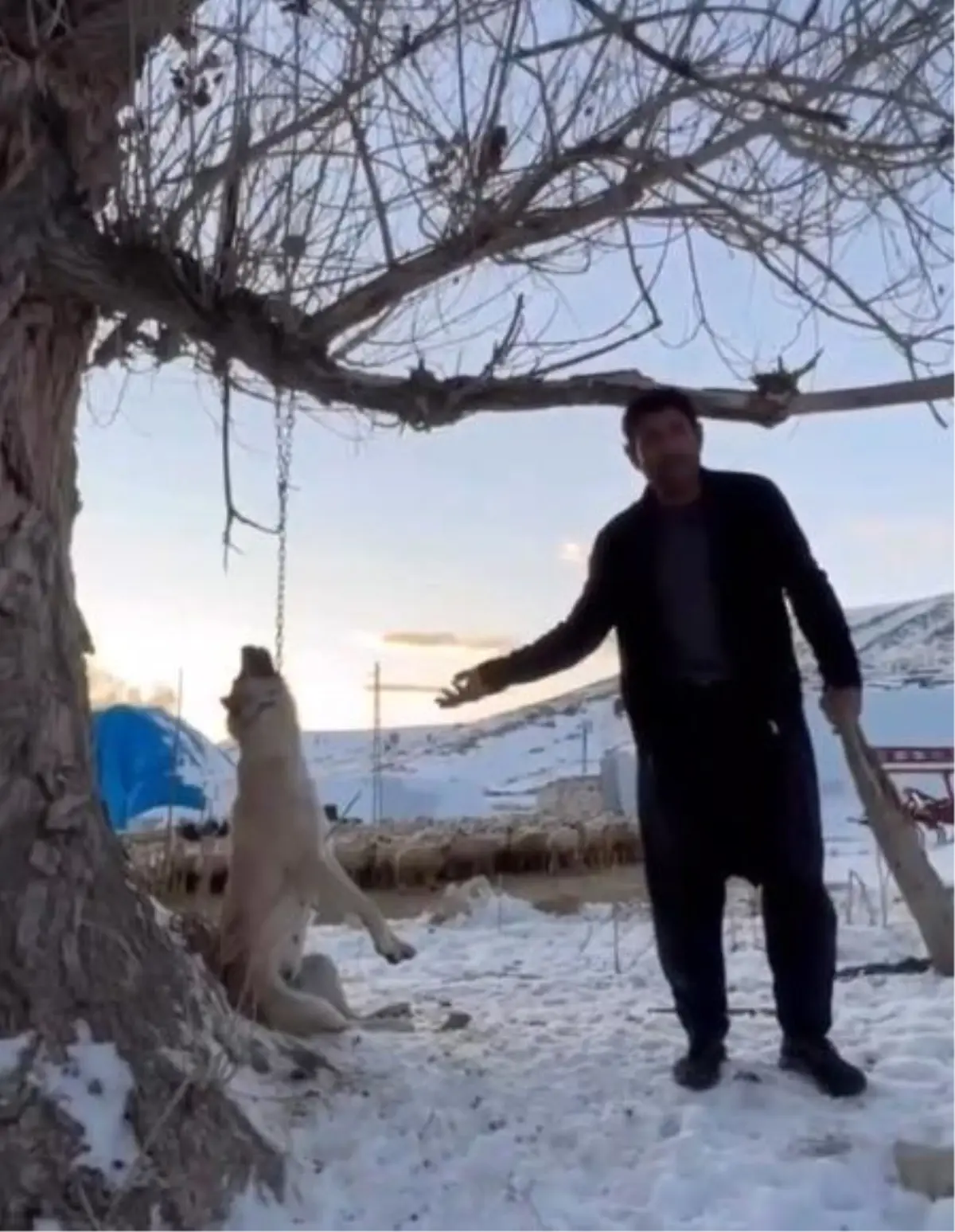 Kayseri Pınarbaşı'nda Köpek Ağaca Asılarak Öldürüldü: Şüpheli Gözaltına Alındı