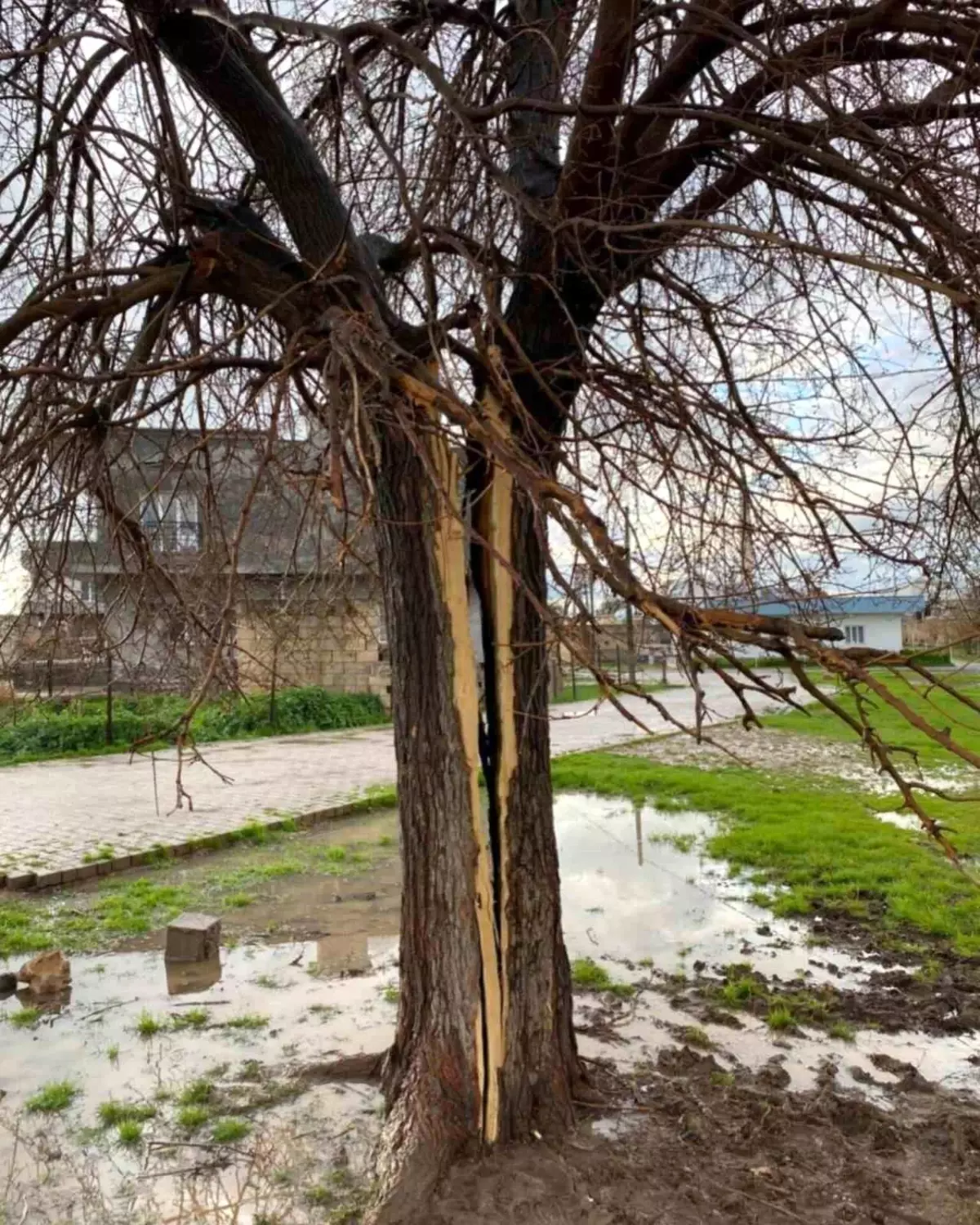 Mardin Kızıltepe’de Şok Eden Yıldırım Olayı: Ağaç İkiye Bölündü