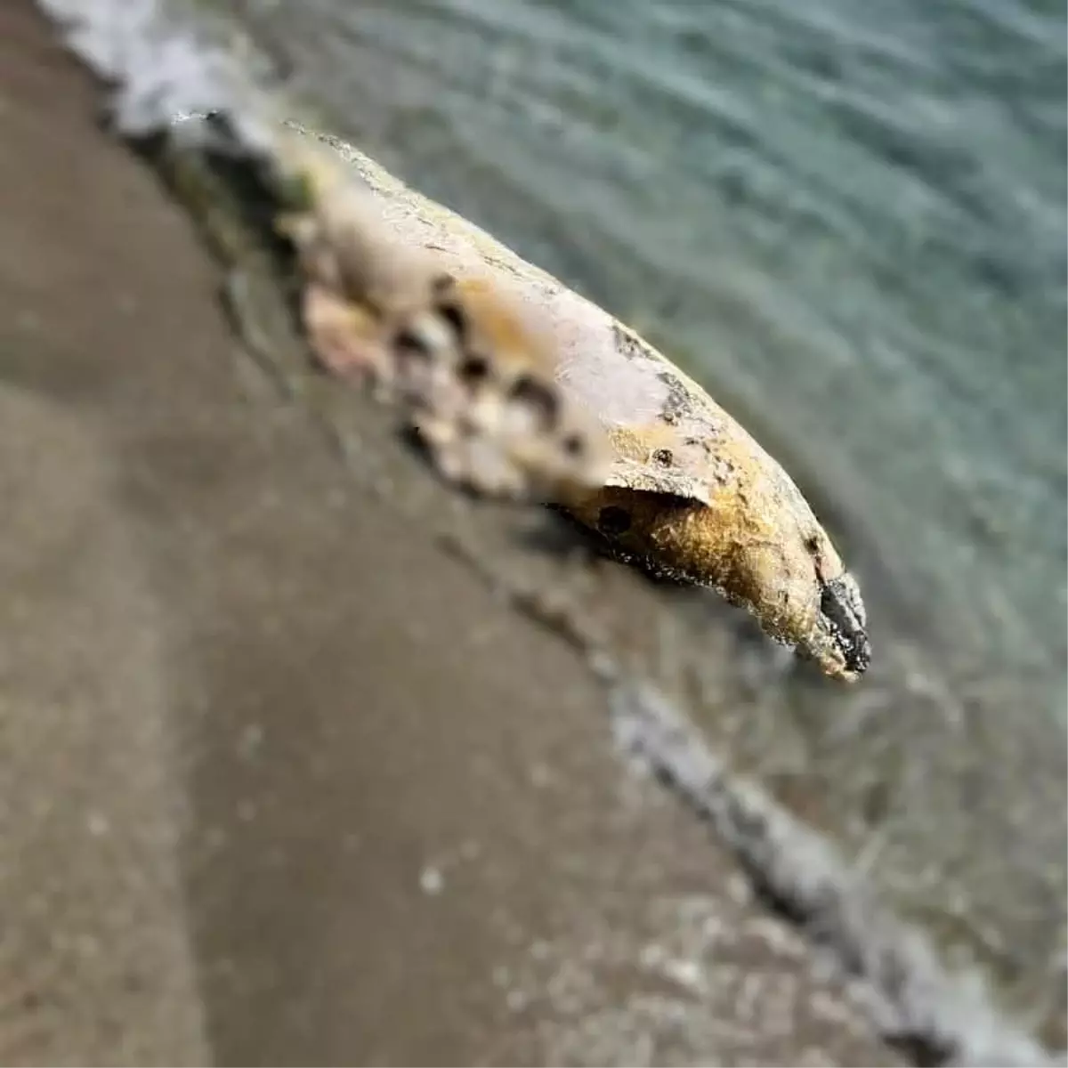 Tekirdağ’da Hareketsiz Yunus Balığı Sahil Güvenlik Tarafından İncelendi