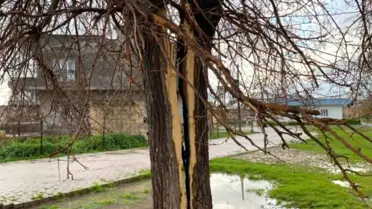 Yıldırımın ağaç üzerine etkisi