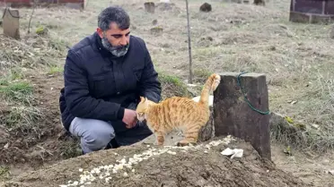 Kedilerin mezar başında bekleyişi