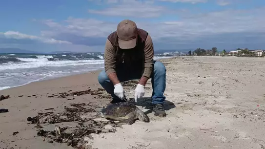 Trol ağında sıkışmış deniz kaplumbağası