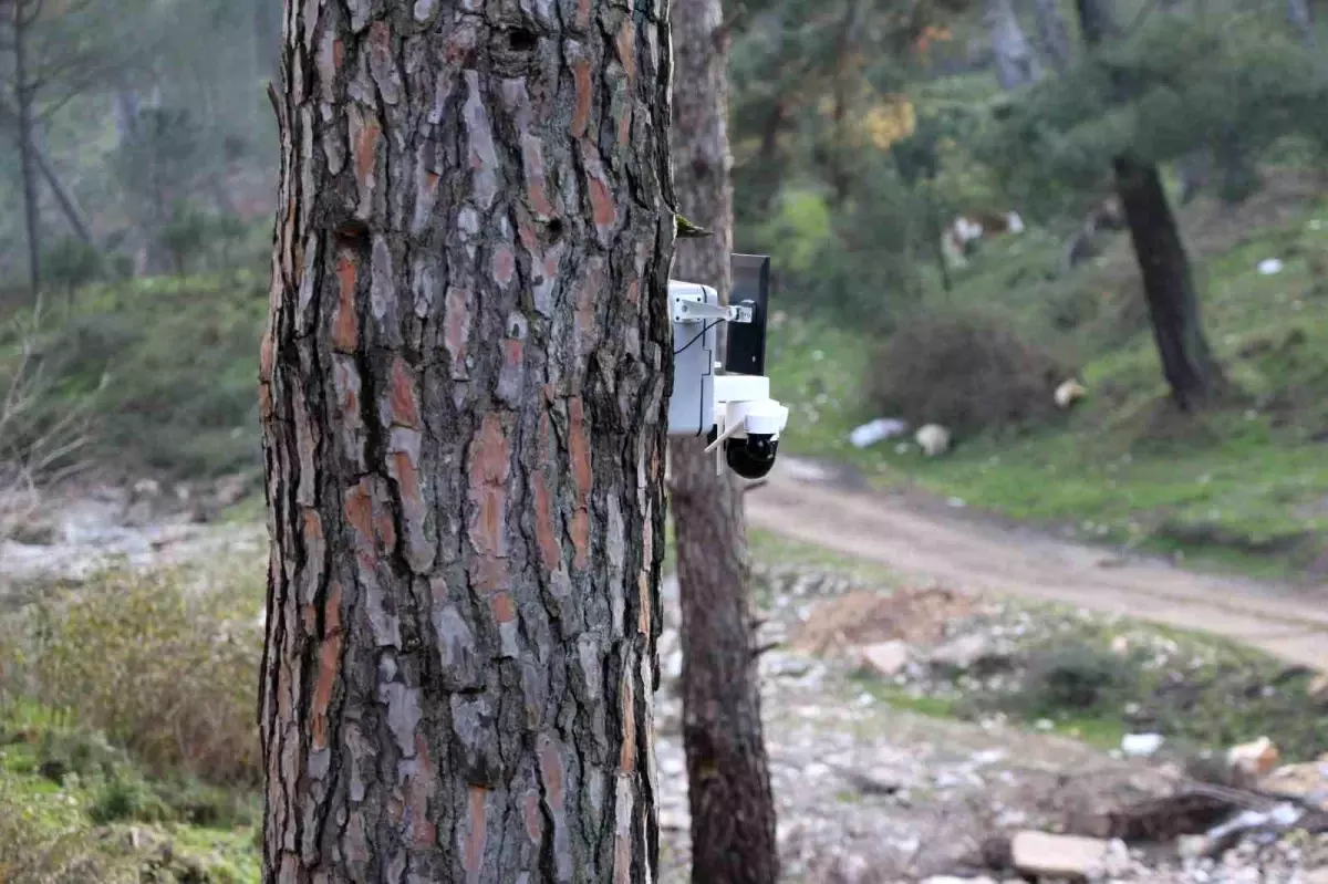 Çam Fıstığı Bahçelerinde Güvenlik Kameralarıyla Yeni Koruma Stratejisi
