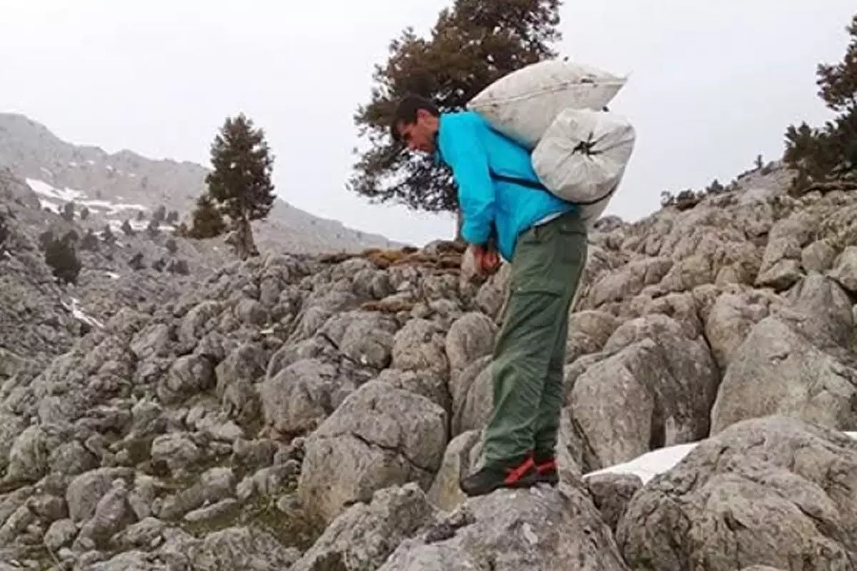 Göksun’da Çiriş Otu ile Günlük 21 Bin Lira Gelir Nasıl Elde Edilir?