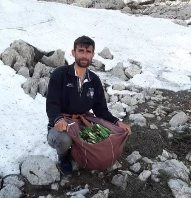 Halil İbrahim Algan çiriş otunu toplarken