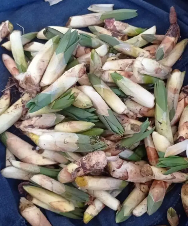 Çiriş otunun doğal ortamda büyümesi