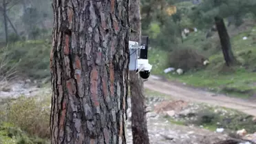 Kameralı çam fıstığı bahçesi