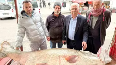 Dev turna balığı su içinde