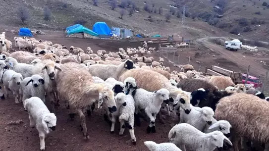 Erzincan’da kuzuların anneleriyle buluşması