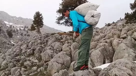 Göksun’da Çiriş Otu ile Günlük 21 Bin Lira Gelir Nasıl Elde Edilir?