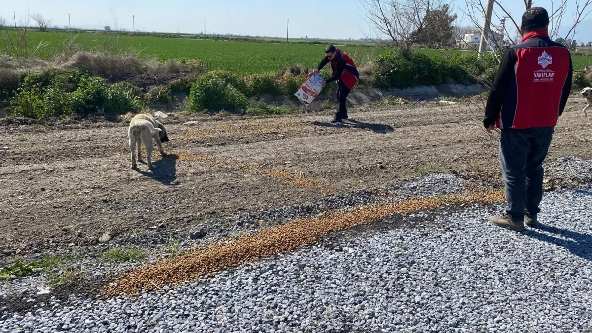 Büyük Menderes’te Flamingolara 310 kg Yem Bırakıldı