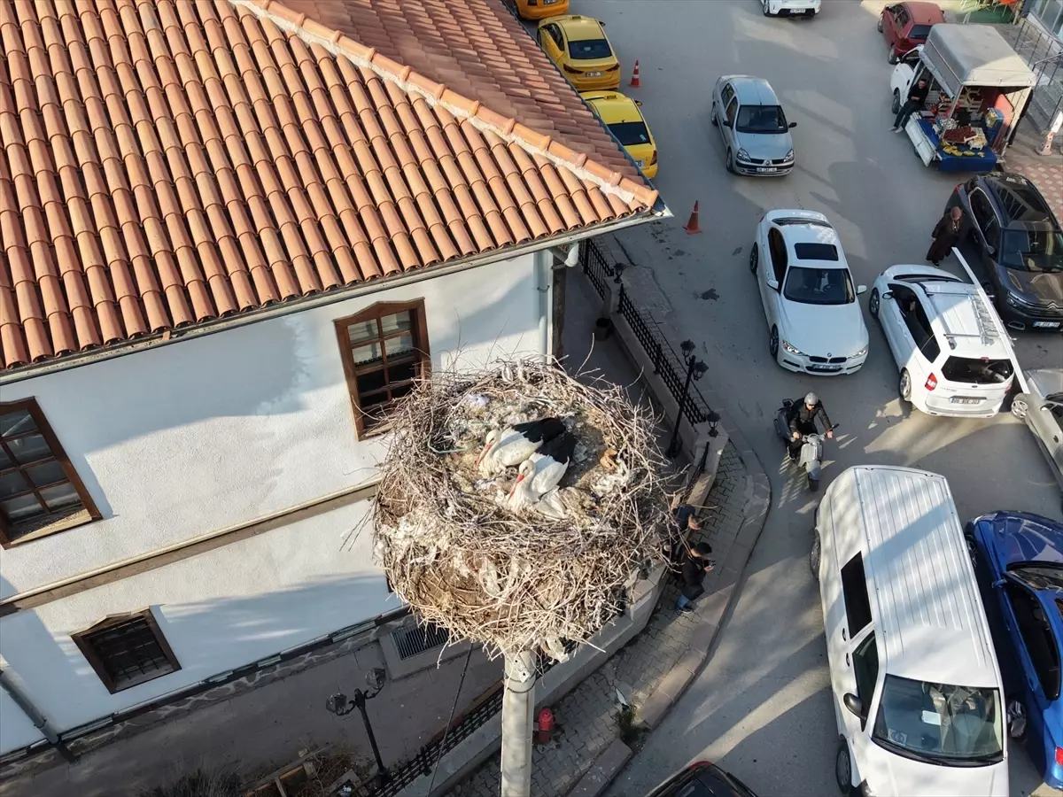 Leyleklerin Çubuk’taki Geri Dönüşü Şehrin Simgesi Oldu