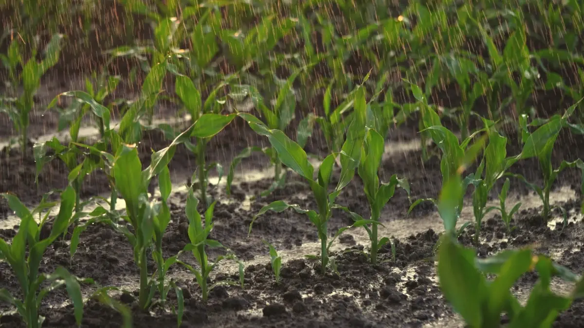 Konya Ovası'nda Yağışlar Tarıma Can Verdi, Maliyet Sorunları Gündemde