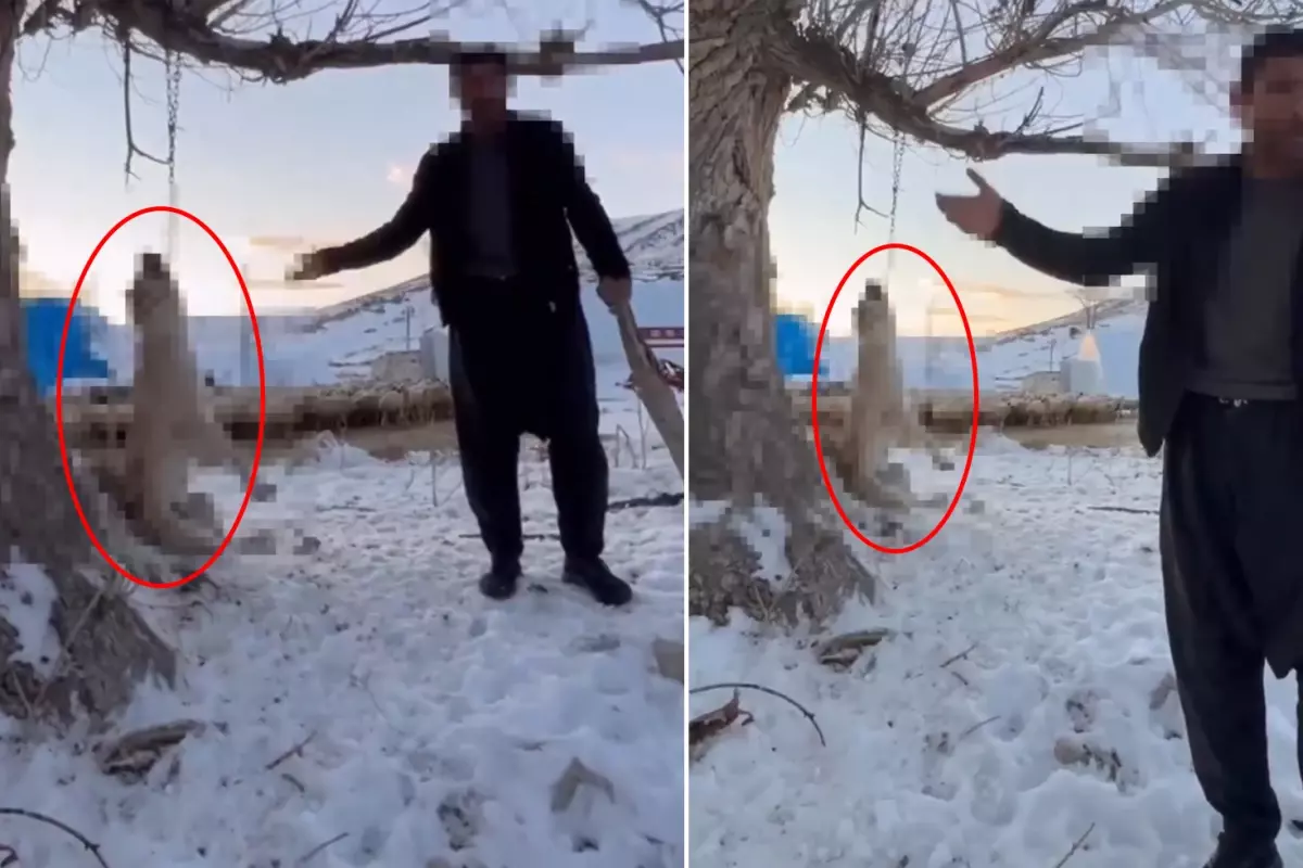 Kayseri Pınarbaşı’nda Köpeğini Ağaçta Asan Adam Vatandaştan “Günah” Tepkisi Aldı