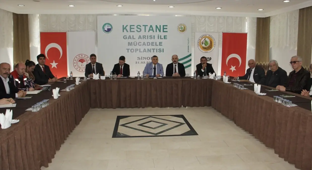 Sinop'ta Kestane Ağaçları Gal Arısı İstilasıyla Mücadele İçin 10 Bin Avcı Böcek Serbest Bırakılıyor