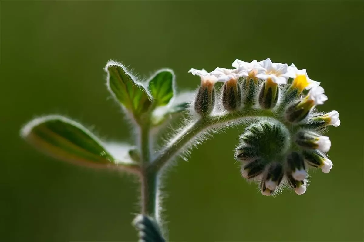 Türkiye'nin Çiçekleri Fotoğraf Yarışması Sonuçlandı: Kazananlar Açıklandı