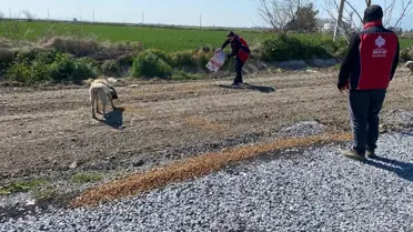 Büyük Menderes’te Flamingolara 310 kg Yem Bırakıldı