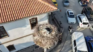 Leyleklerin yuvalarına dönüş anı