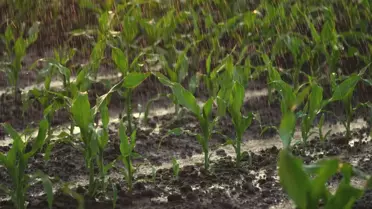 Yağış sonrası Konya Ovası'nda tarlalar