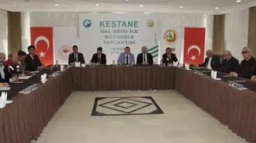 Kestane ağaçları üzerindeki gal arısı örneği