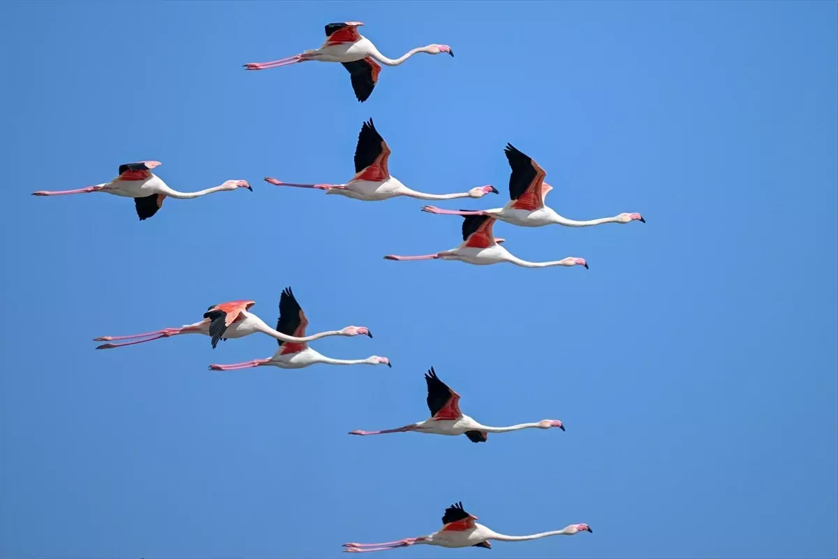 Tuzla Palas Gölü'nde Flamingolar Geri Döndü: Doğa Yeniden Canlandı