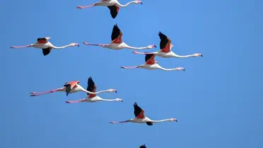 Flamingoların gölde uçuşu