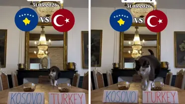 Nimbus The King kedisinin tahminini gösteren görsel