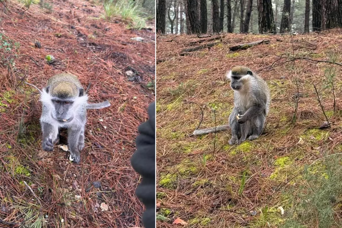 Denizli Ormanında Mantar Ararken Maymunla Karşılaşan Vatandaşın Şaşırtıcı Anı