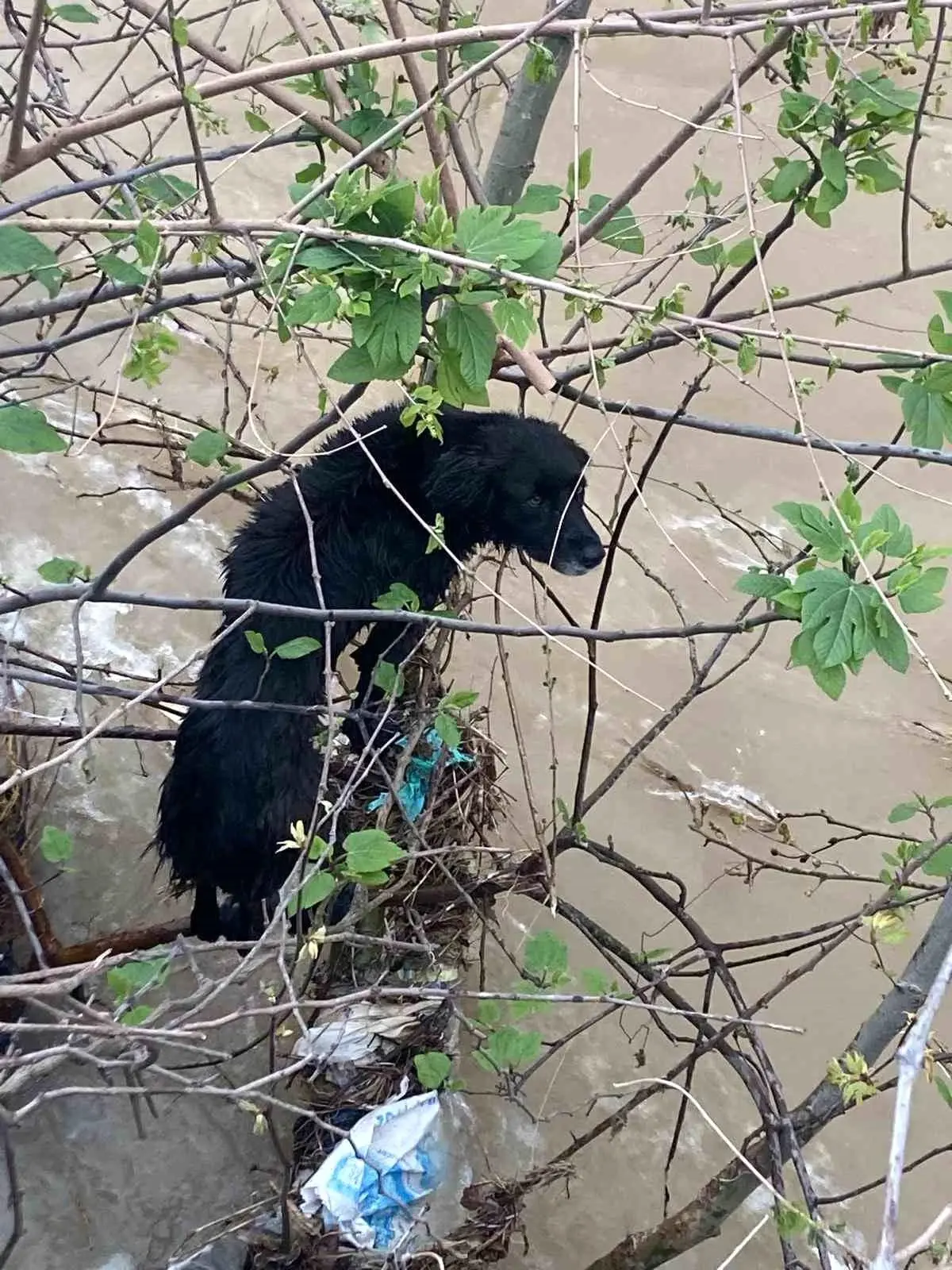 Hatay Dörtyol’da Derin Suyun İçine Kapanan Köpek, İtfaiye Ekiplerinin Kahraman Operasyonuyla Kurtarıldı