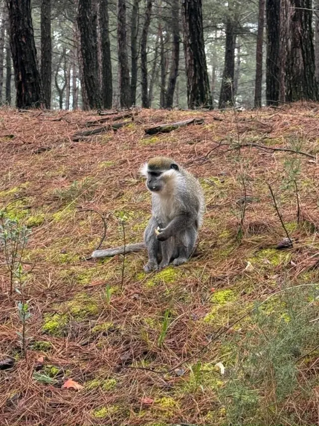 Maymunun kaçış anı