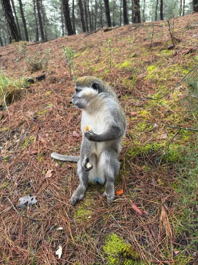 Ormanda mantar toplama sahnesi