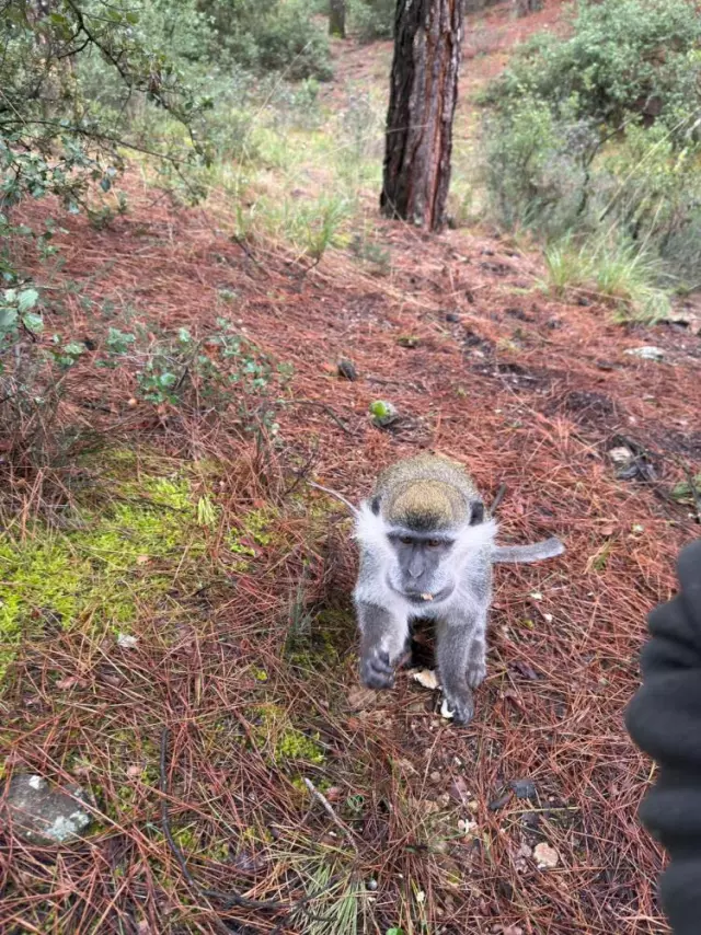 Denizli ormanında doğa yürüyüşü