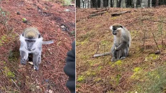 Denizli Ormanında Mantar Ararken Maymunla Karşılaşan Vatandaşın Şaşırtıcı Anı