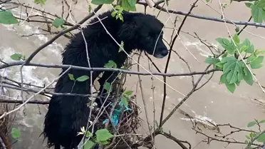 Hatay Dörtyol’da Derin Suyun İçine Kapanan Köpek, İtfaiye Ekiplerinin Kahraman Operasyonuyla Kurtarıldı