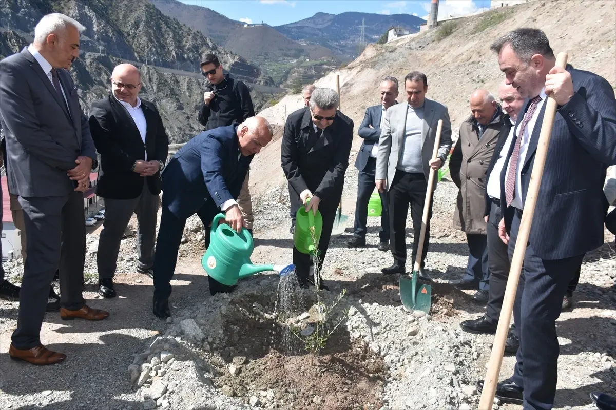 Artvin'de Butko Zeytini Fidanlarıyla Üretim Hedefi Yükseliyor