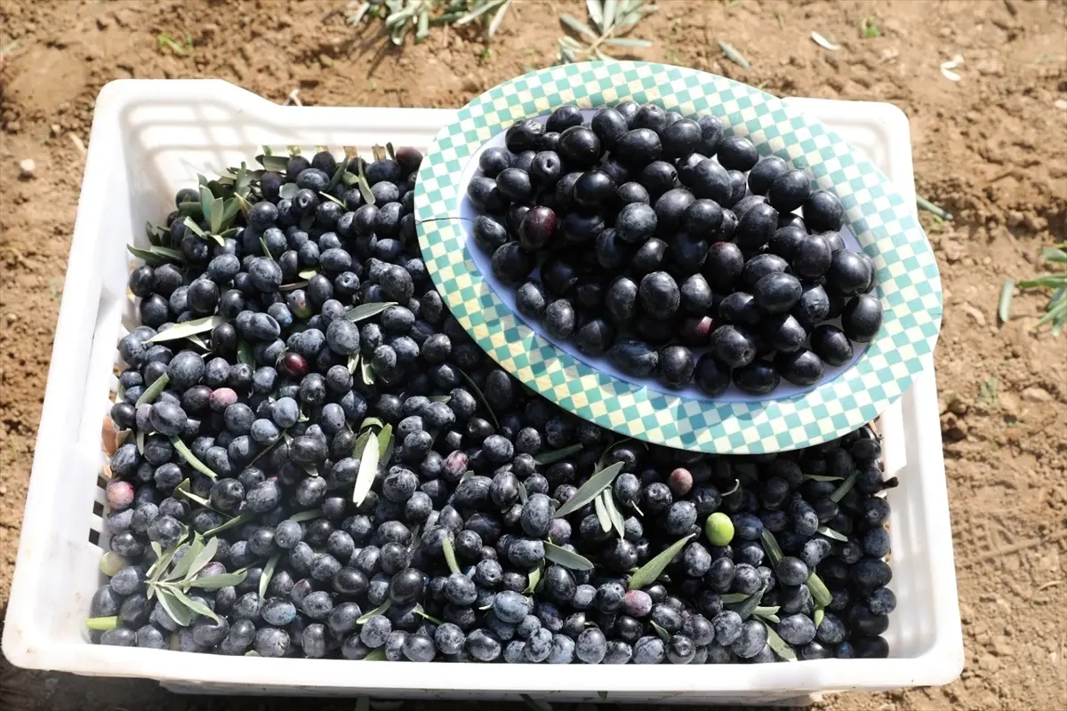 Şarköy Zeytinyağı Coğrafi İşaret Aldı: Kalite ve Marka Değeri Zirveye Çıkıyor