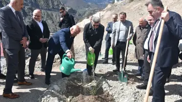 Butko zeytini fidanlarının ekimi